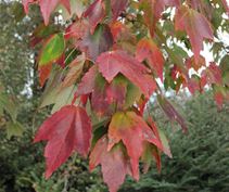 Red maple ‘Florida Flame’
