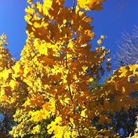 Southern sugar maple 