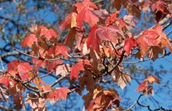 Swamp red maple