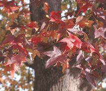 Fall Foliage Color