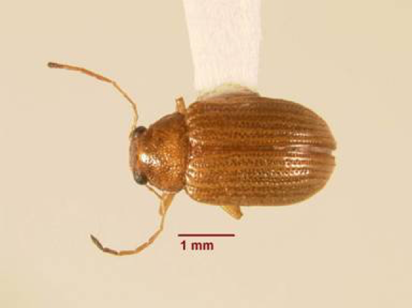 Colaspis brunnea and C. louisianae, Grape and Louisiana Colaspis (Coleoptera: Chrysomelidae)
