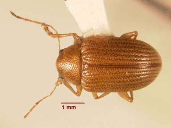 Brown adult beetle.