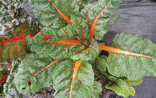 Swiss chard with bright red center stalks and green leaves on a raised garden row.