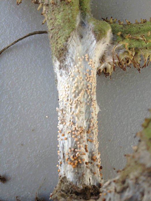 A tomato stem with white and mustard seed-like growths.