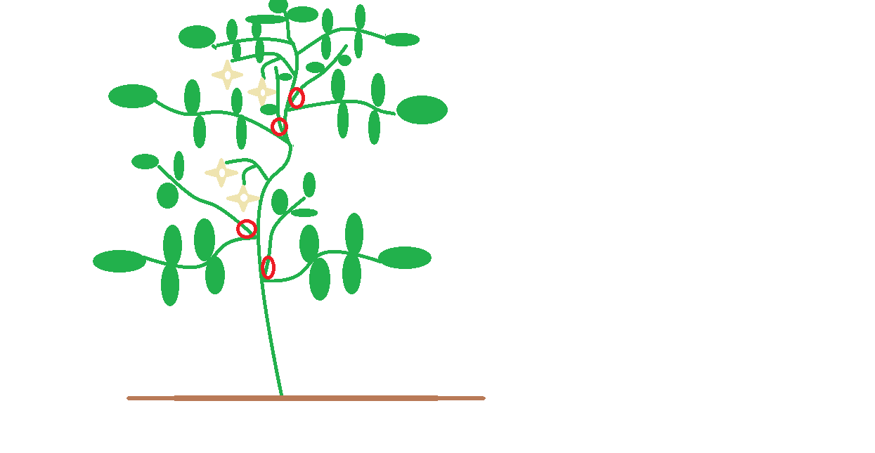 indeterminatetomatopruning