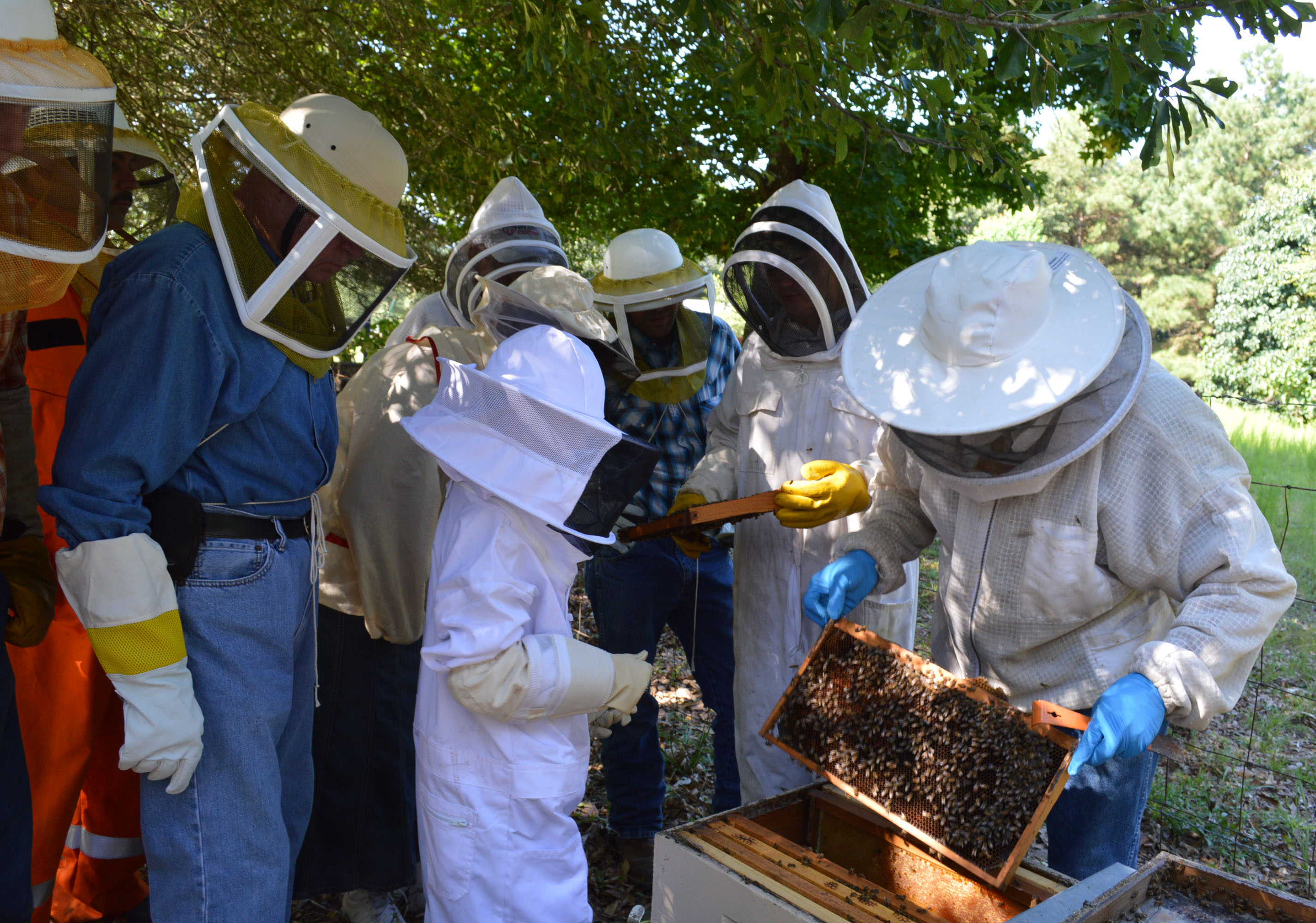 looking at bee frames