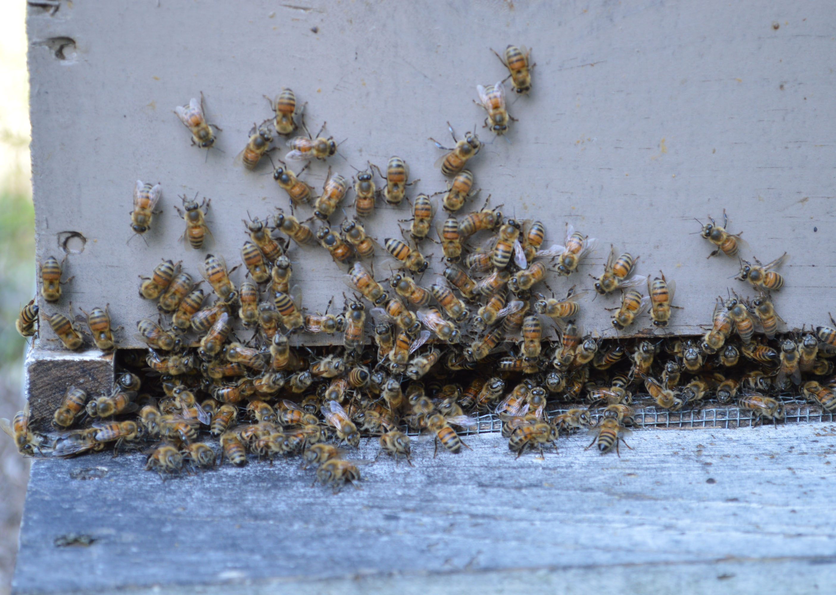 bees