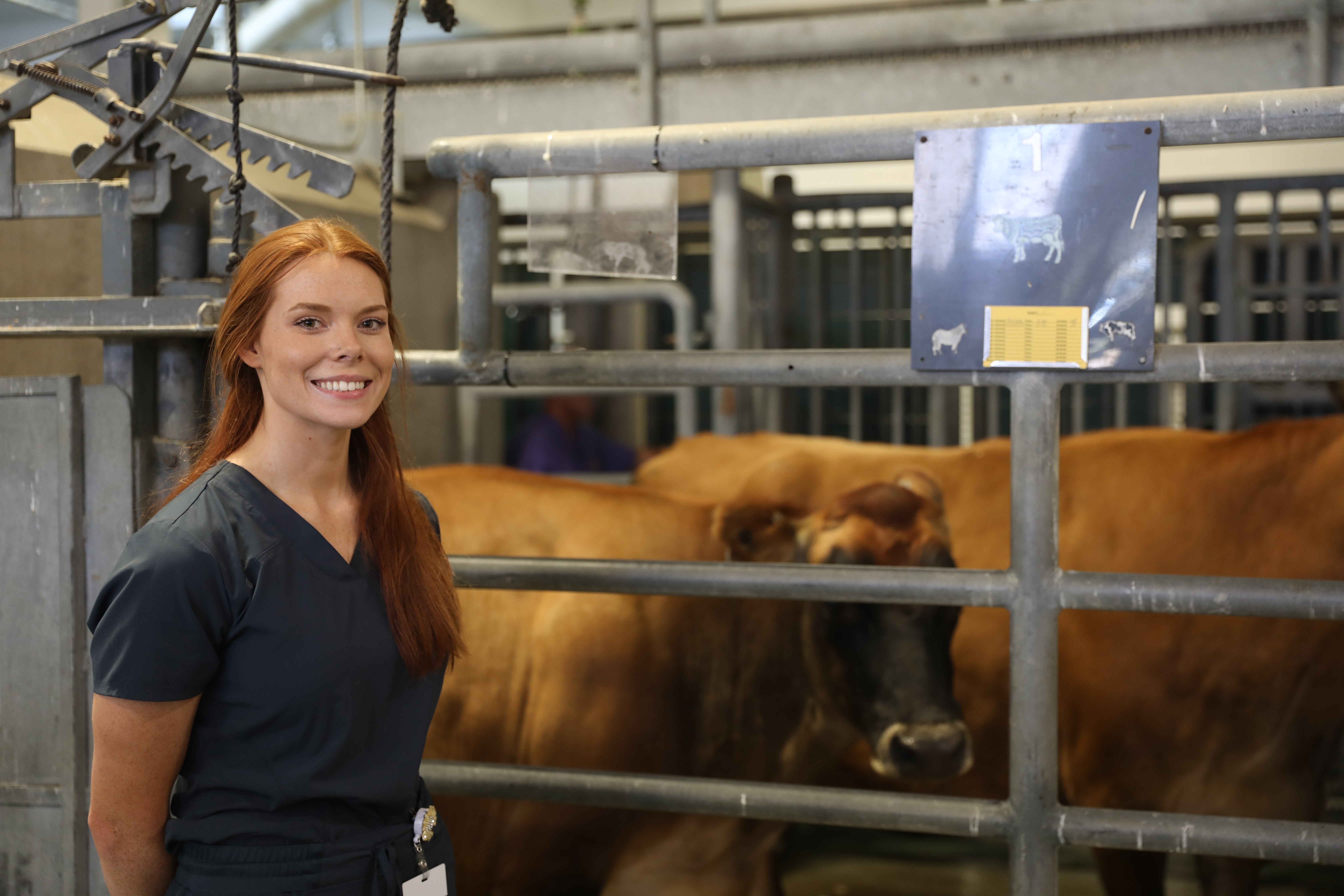The 3+1 program in veterinary medicine: Achieving goals faster, with less expense 