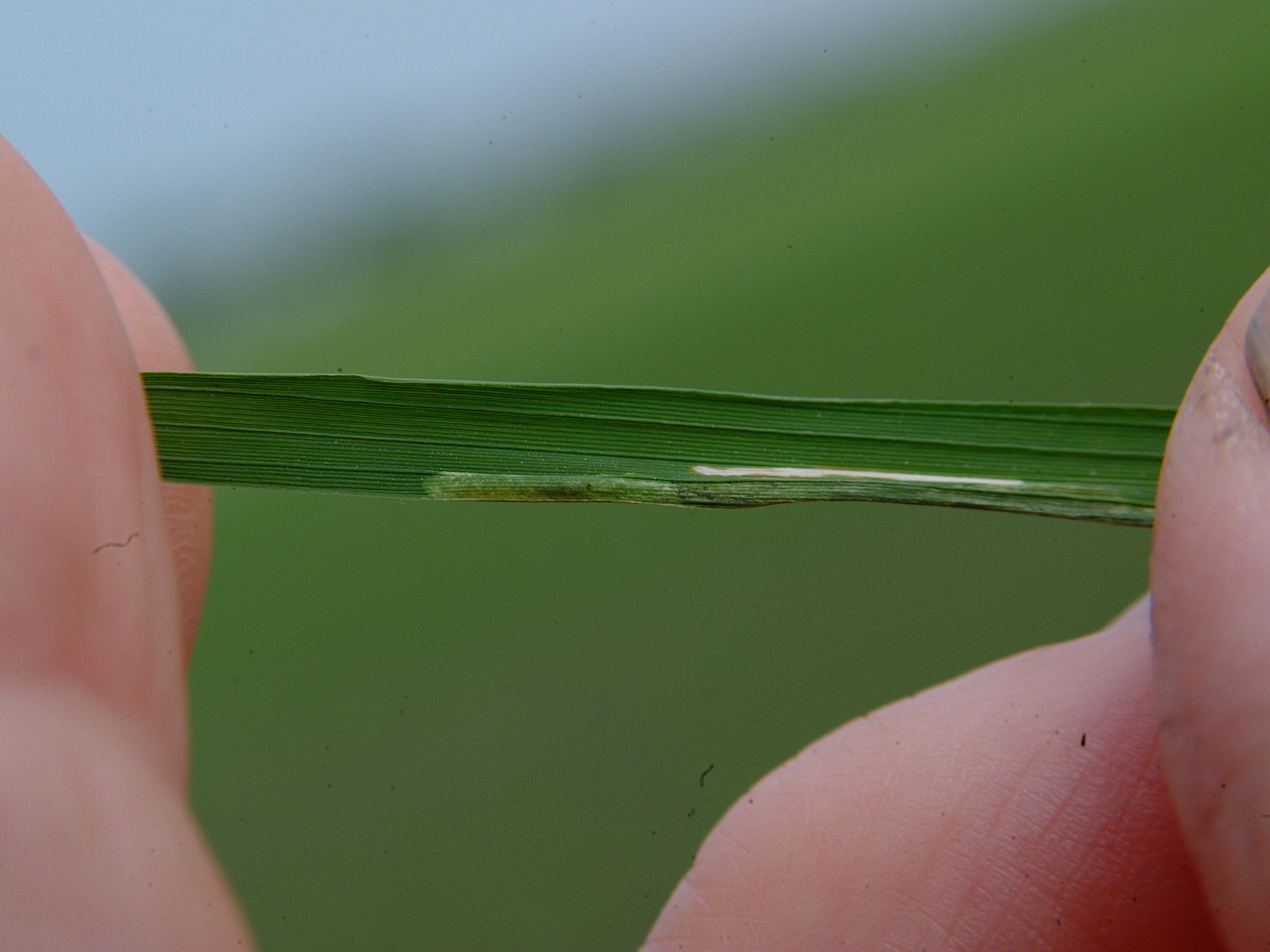 Rice Leaf Miner Tunnel in Rice Leaf
