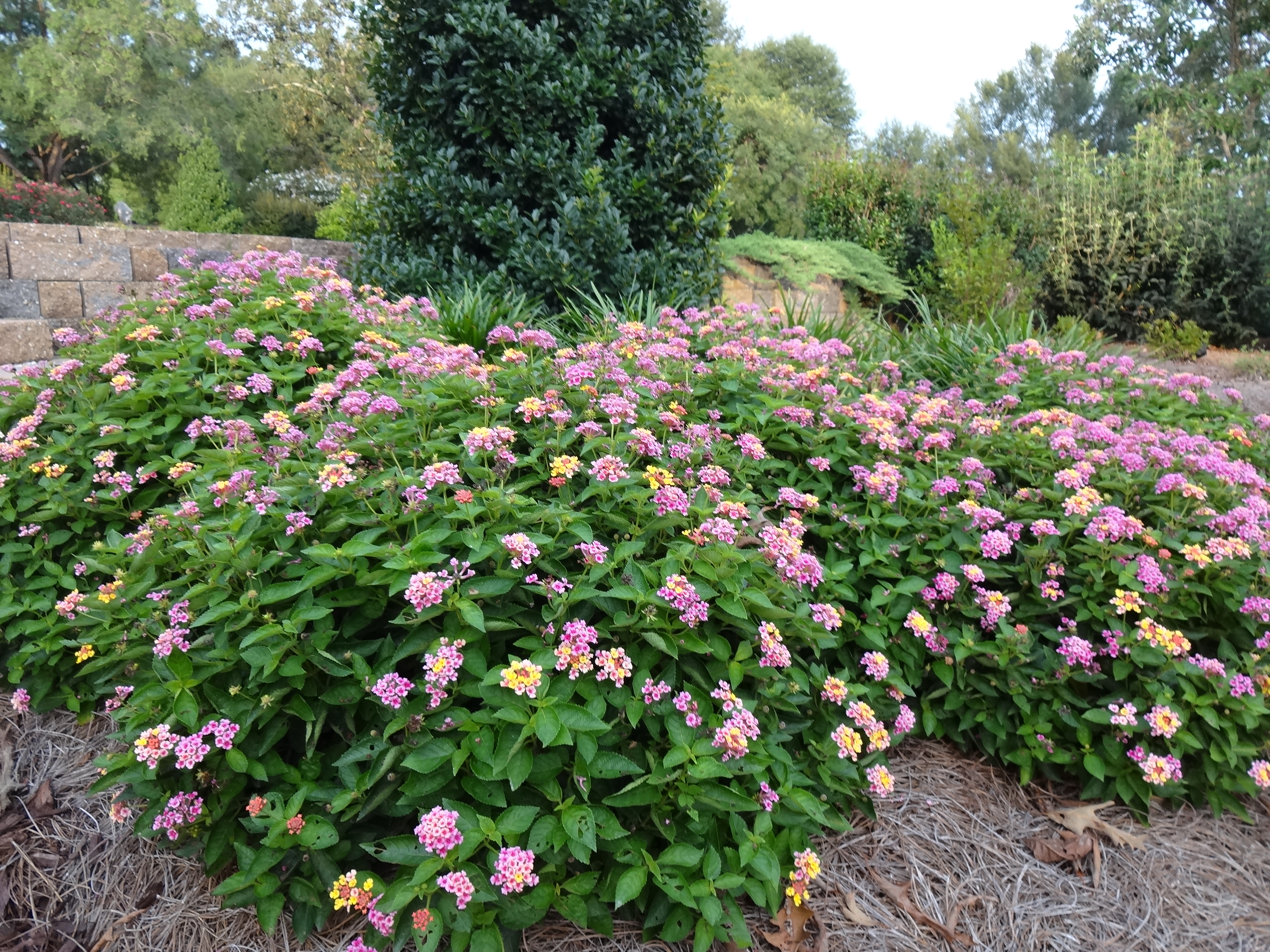 Bandana Lantana - Warm-season Bedding Plant