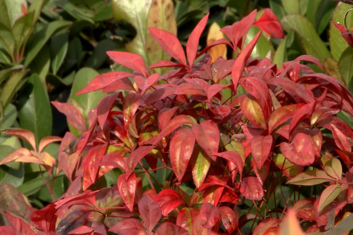 Color on hardy shrubs is not cold damage