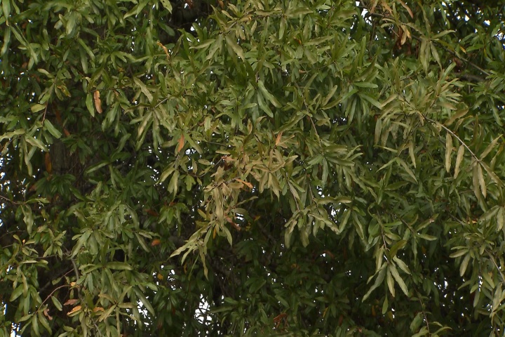Fast-growing willow oak is a Louisiana Super Plant