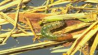 photo of the sod webworm