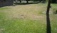 photo of the lawn being eaten by the sod webworm