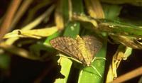 Beware of the Tropical Sod Webworm