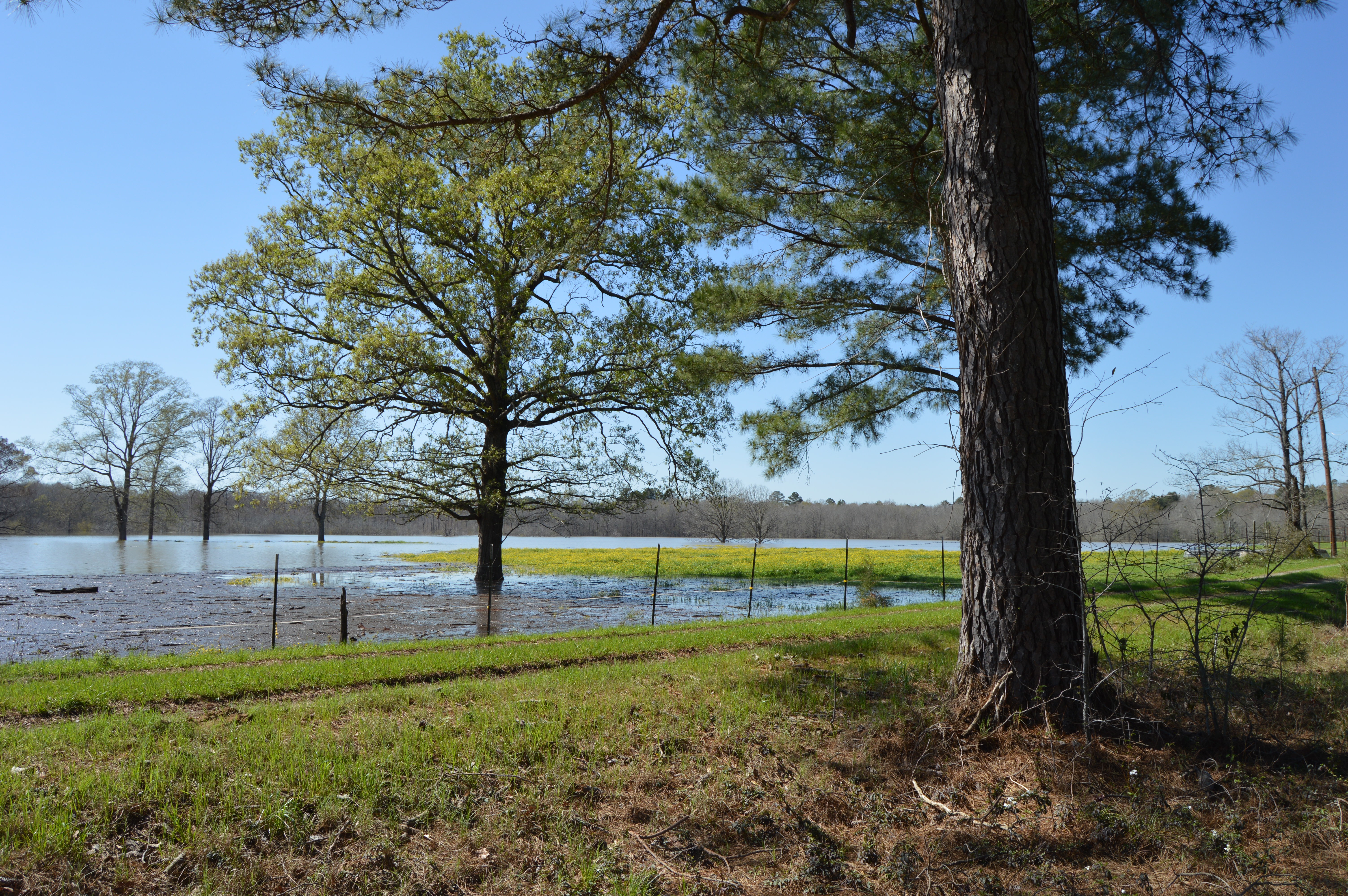 Floodedpastureouachita