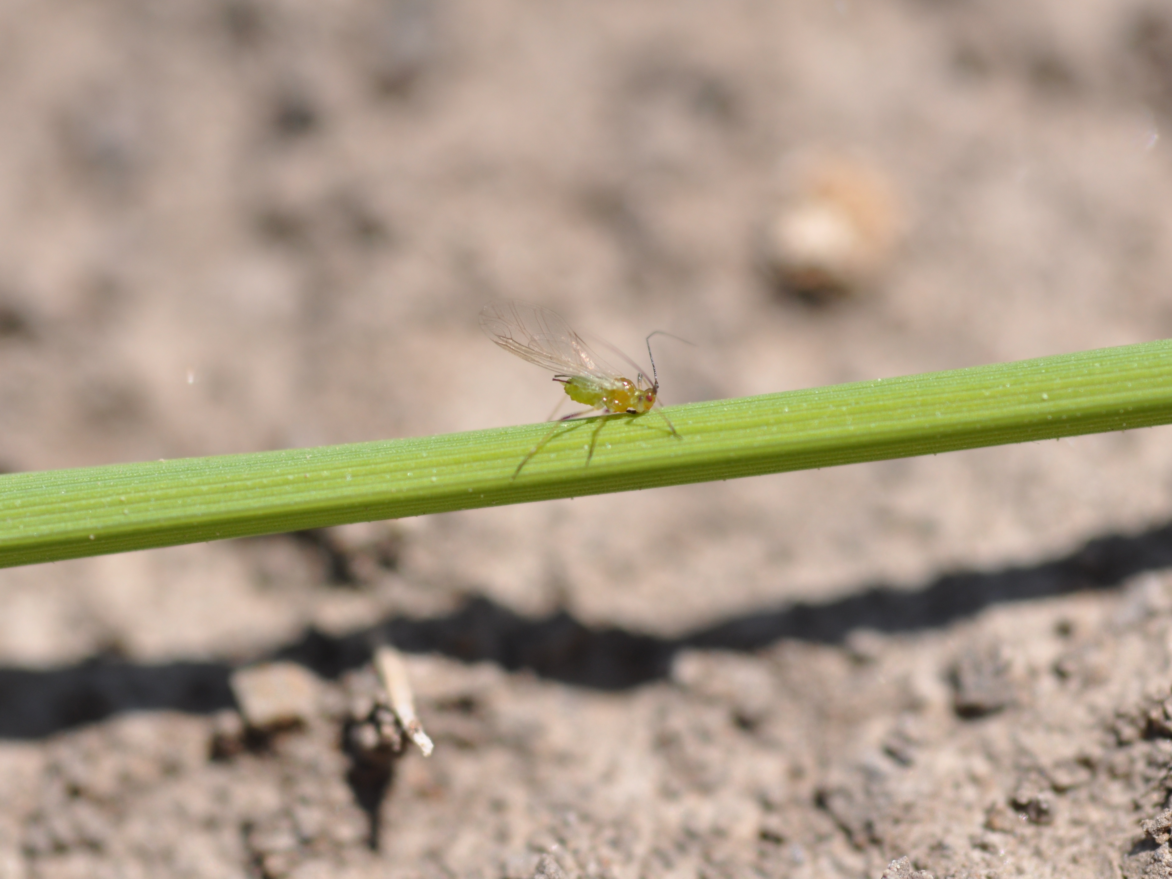 Aphid (alate)
