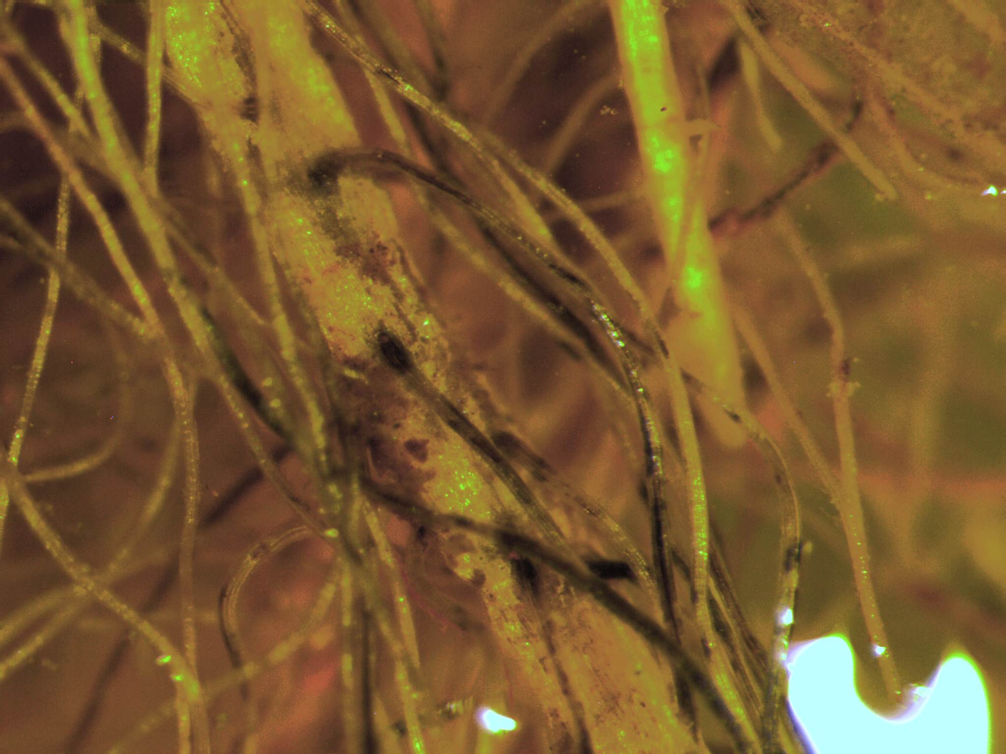 Fine Roots of Rice