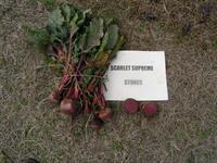 Your Winter Garden Still Has Time