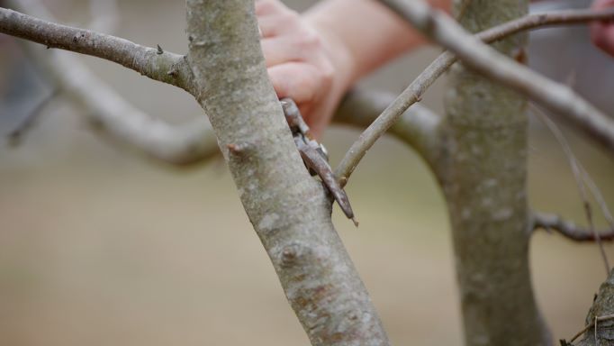 Get It Growing: Winter is a great time to prune and plant trees 