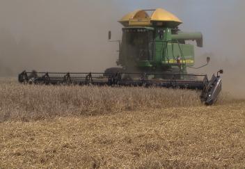 Louisiana wheat crop beats cold winter