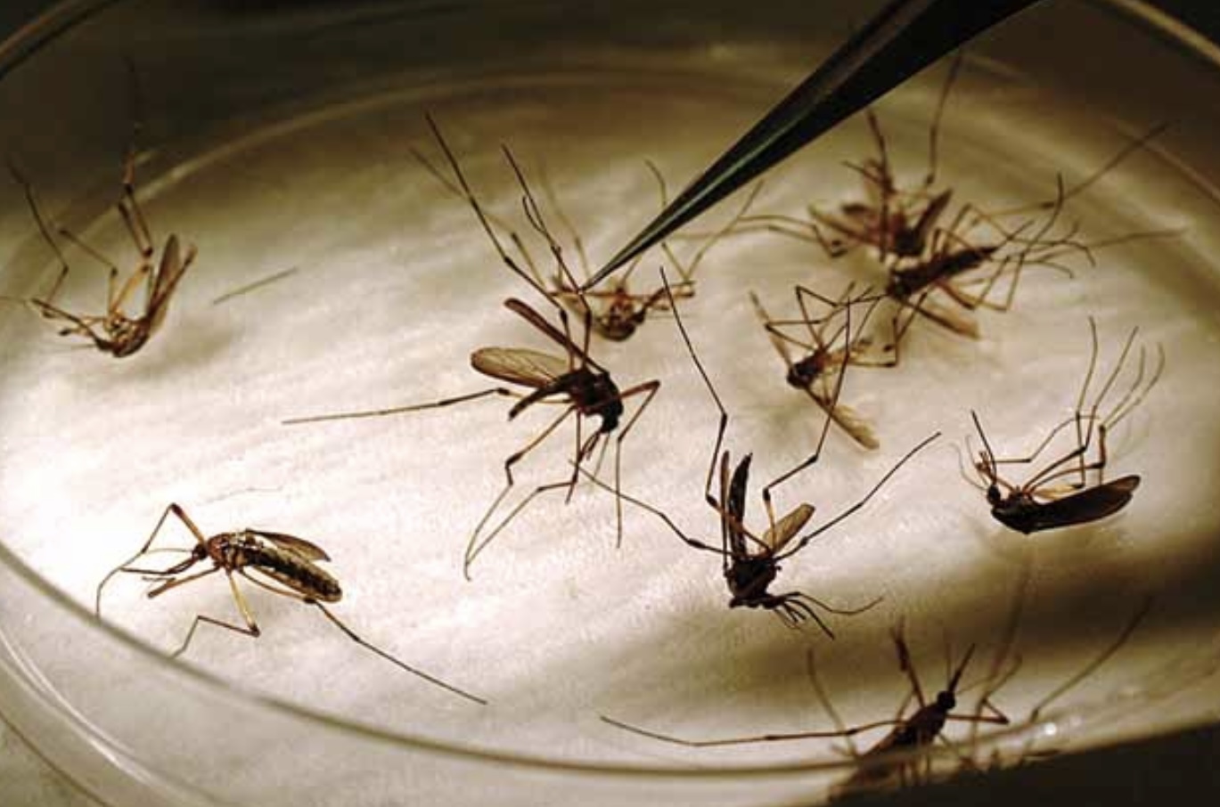 Volunteers sought for AgCenter mosquito repellent study