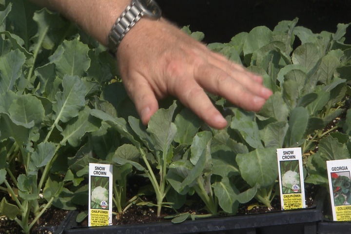 Basics of planting cole crops
