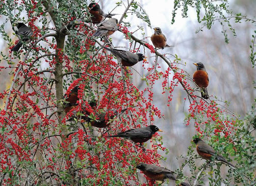 A tree with low hanging branches with plenty of small red berries of the holly tree. Several birds are perched on the branches eating the berries.