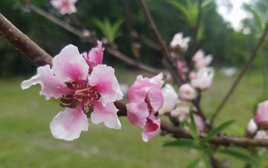 A close up of light colored pink flowers belonging to a peach tree. The bark is a light brown color and the branch with the flowers is thin. There are other flowers on the tree but they are the focus of the picture. 