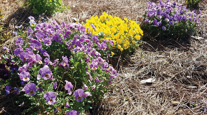 3 rounded mounds of winter annual plantings. Two have purple flowers and one has yellow flowers. Plants are surrounded by pine straw. 