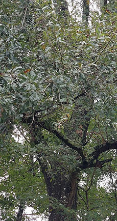 A mature oak tree before leaf fall in the autumn season. The tree has dark colored bark with several areas of light colored bark.