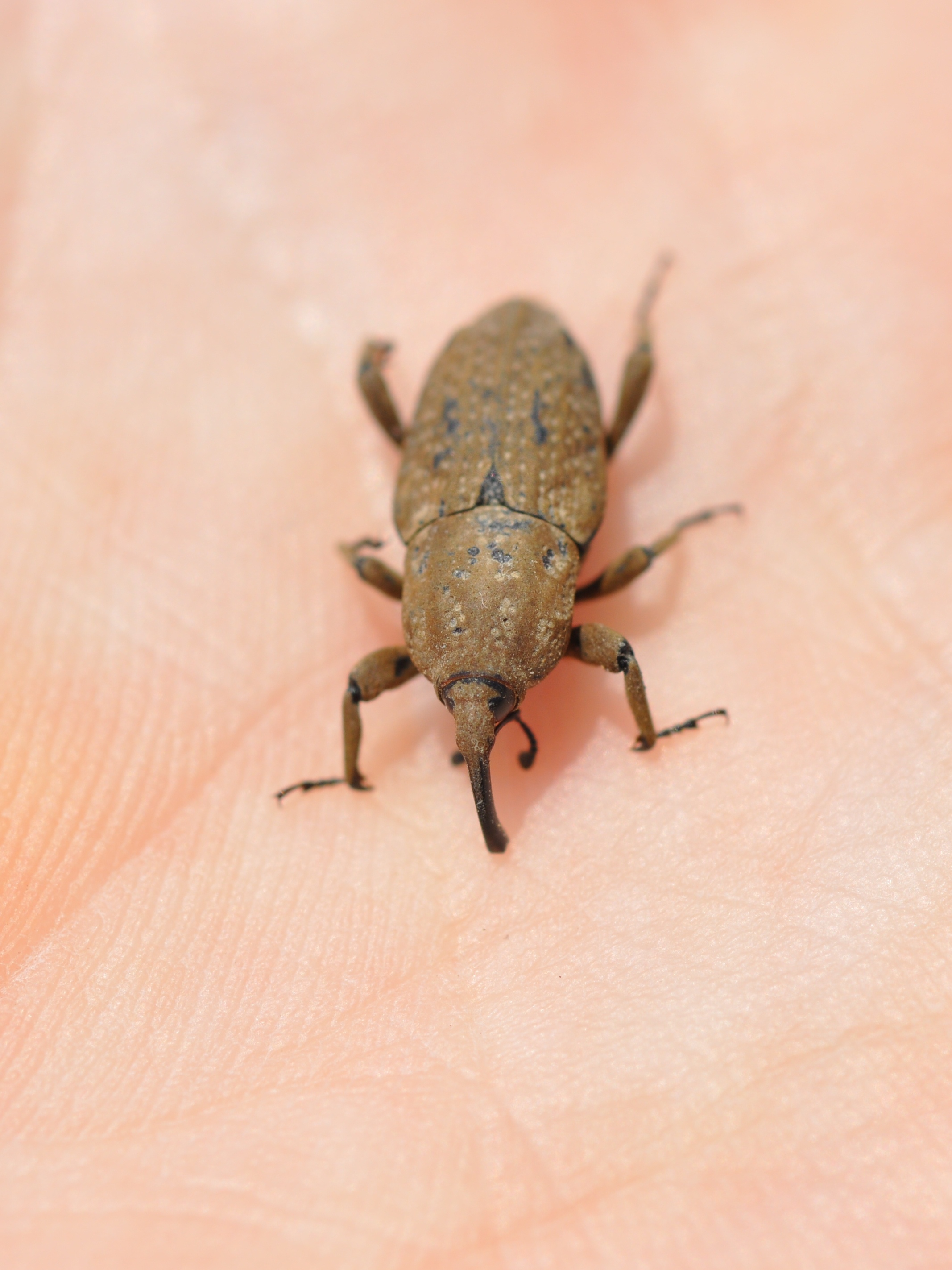 Billbugs