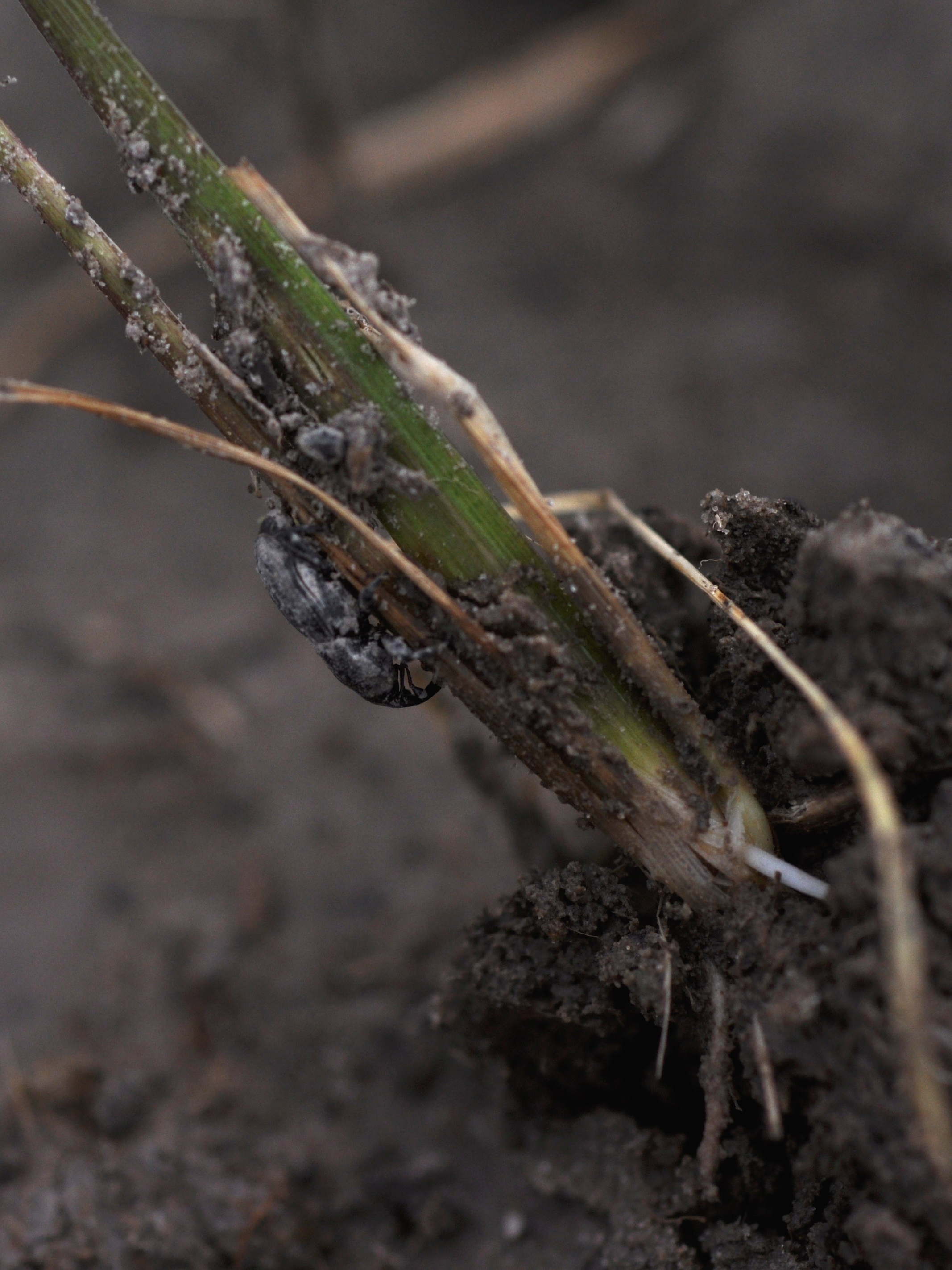 adult feeding on rice