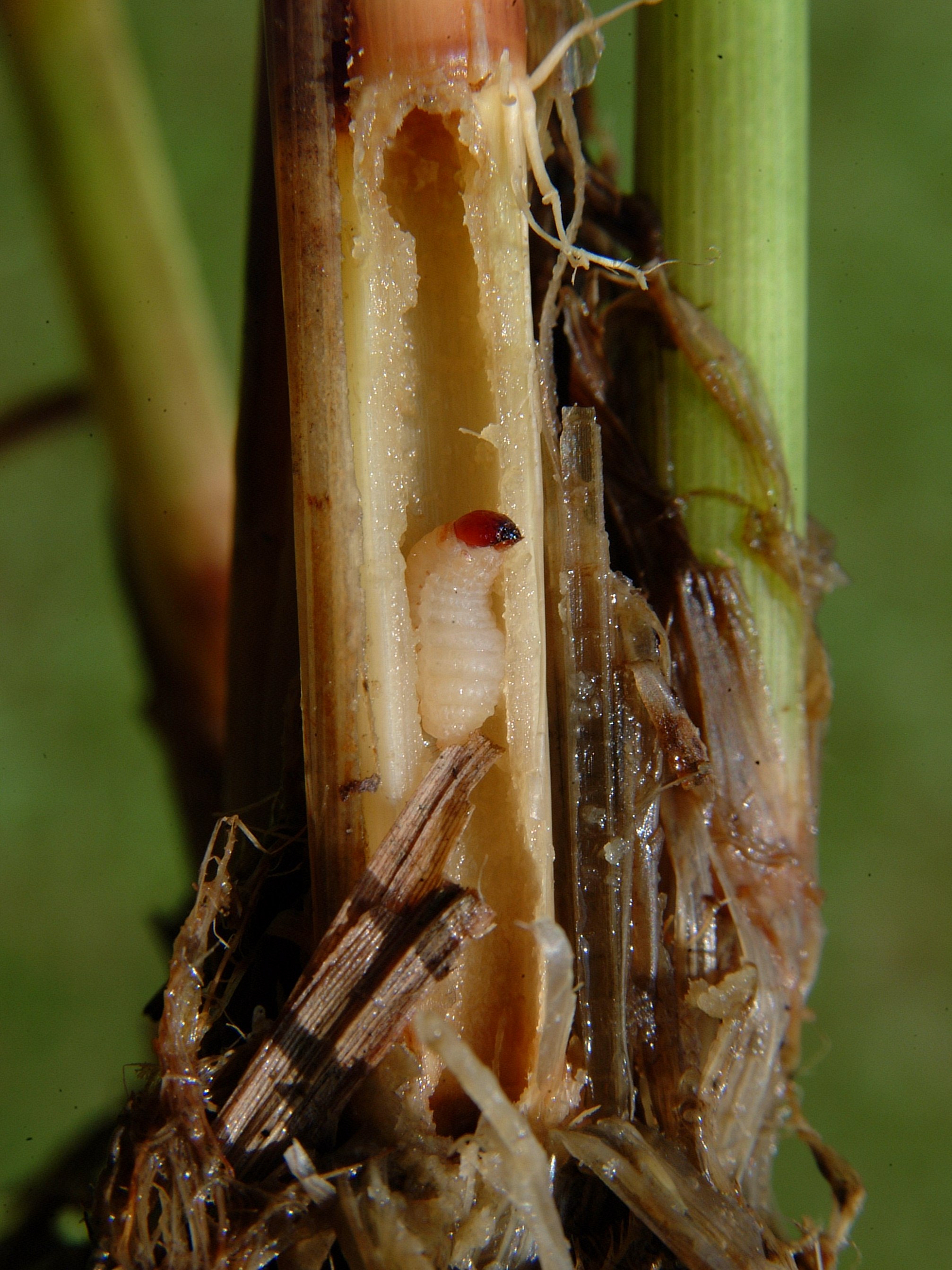 Billbug larva