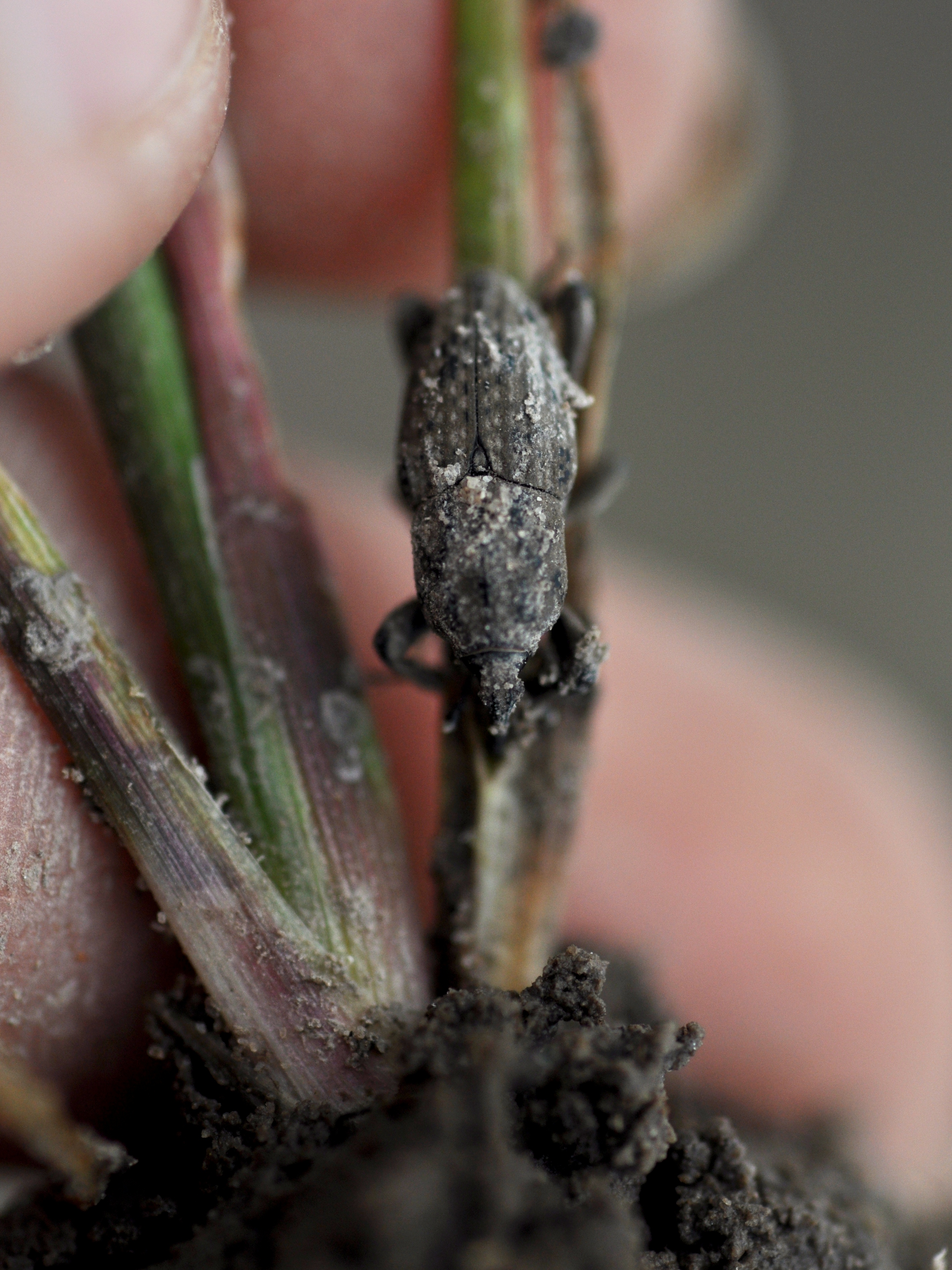 egg laying site