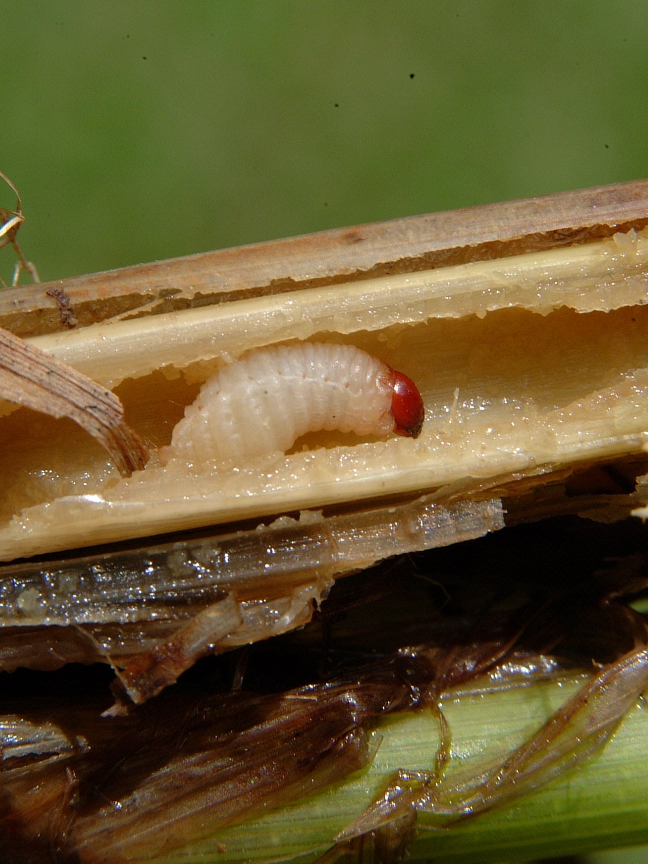 Billbug larva