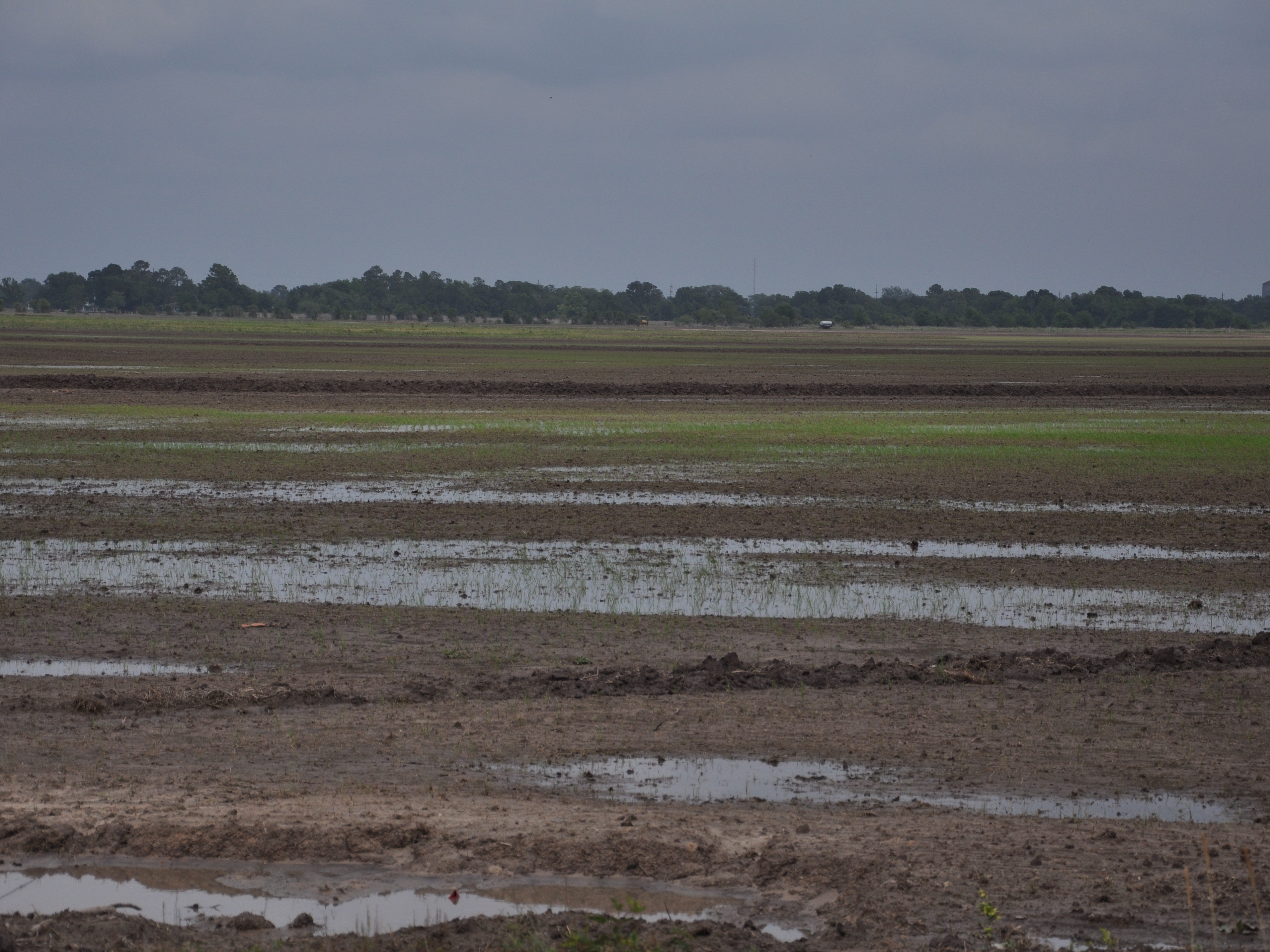 infested rice field