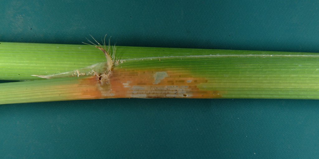 Stem Borer Feeding Signs 3