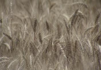 Excessive rain causes problems for wheat producers