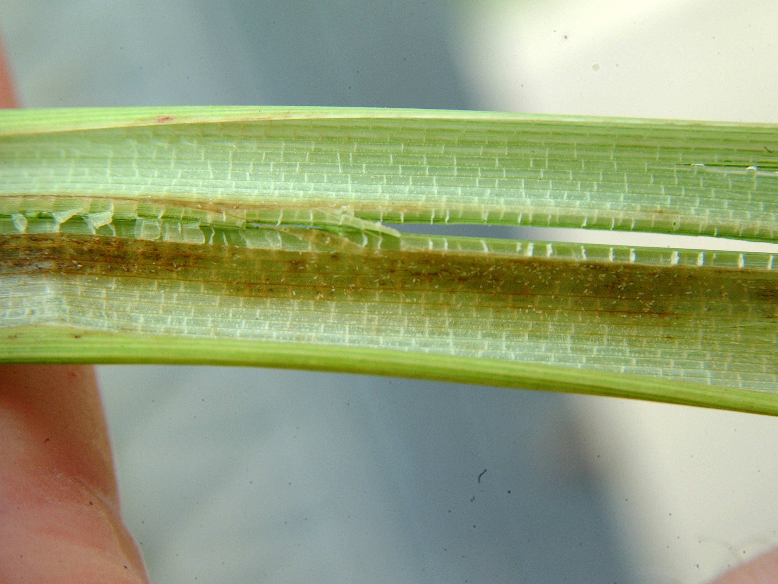Panicle Rice Mites 2