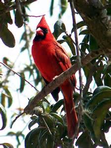 Gardening For Birds