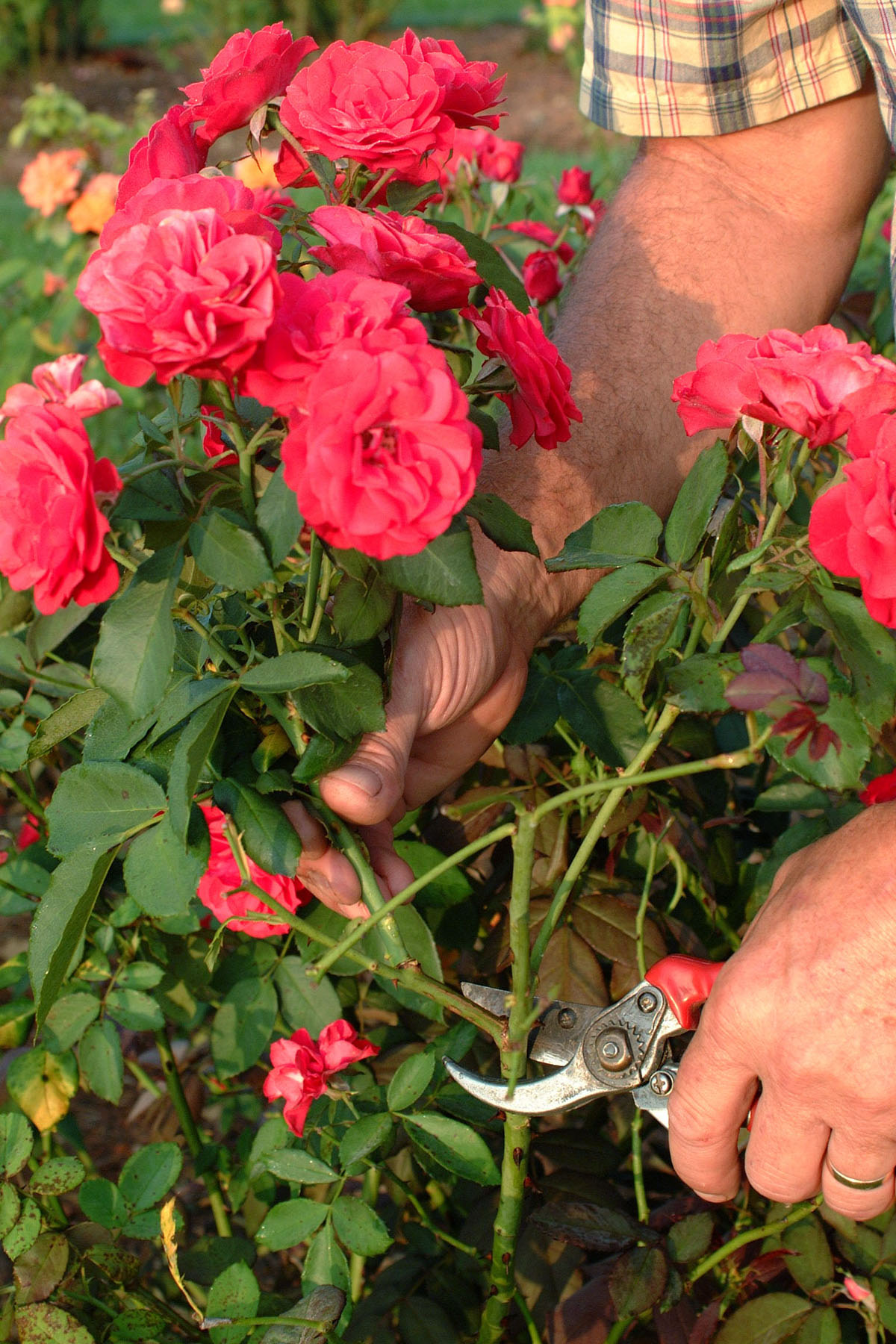 Horticulturist Says Rose Care Needed in Late Summer