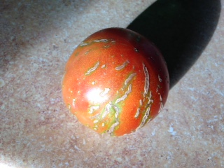 Tomato Skin is Split