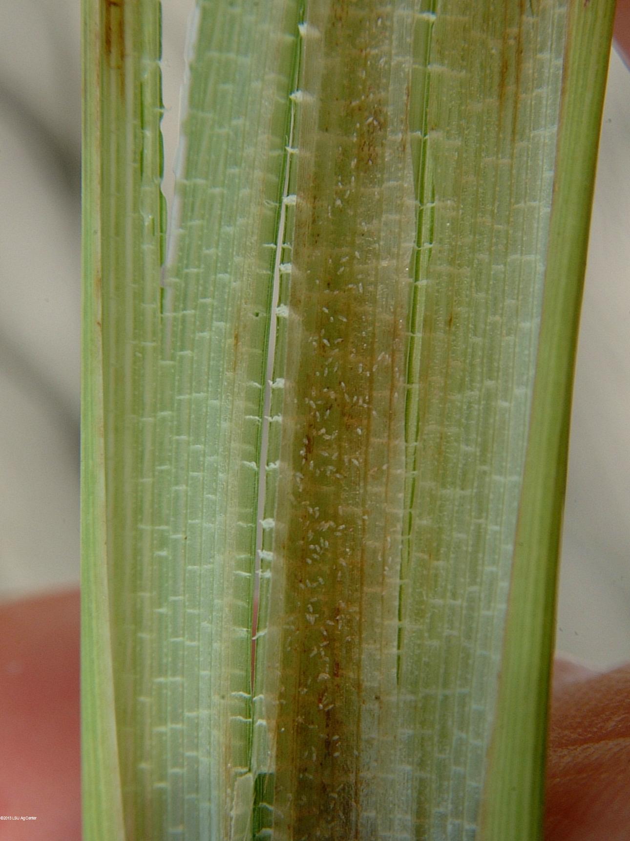 Panicle Rice Mite