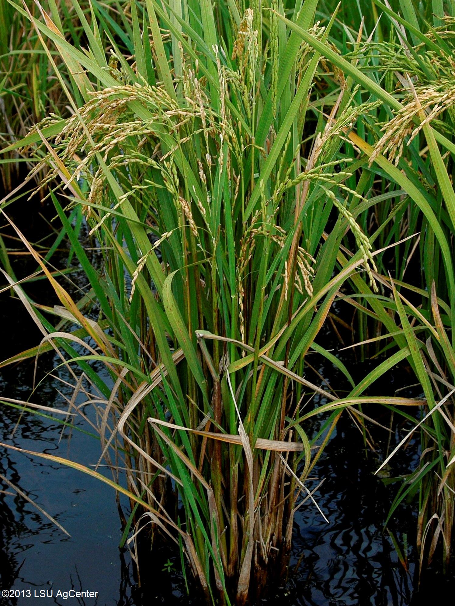 Infested plant by N. Hummel