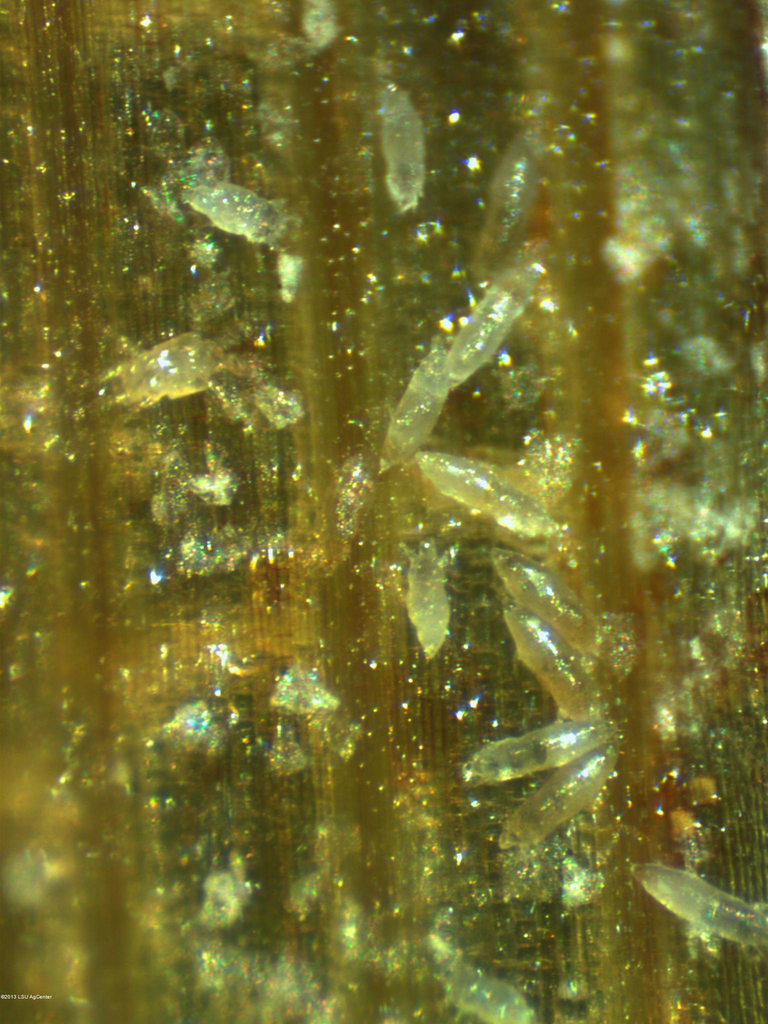 Panicle rice mite by N. Hummel