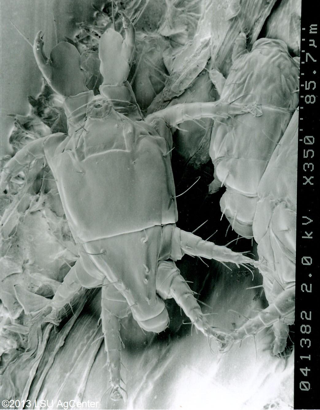 Panicle rice mite – adult by USDA