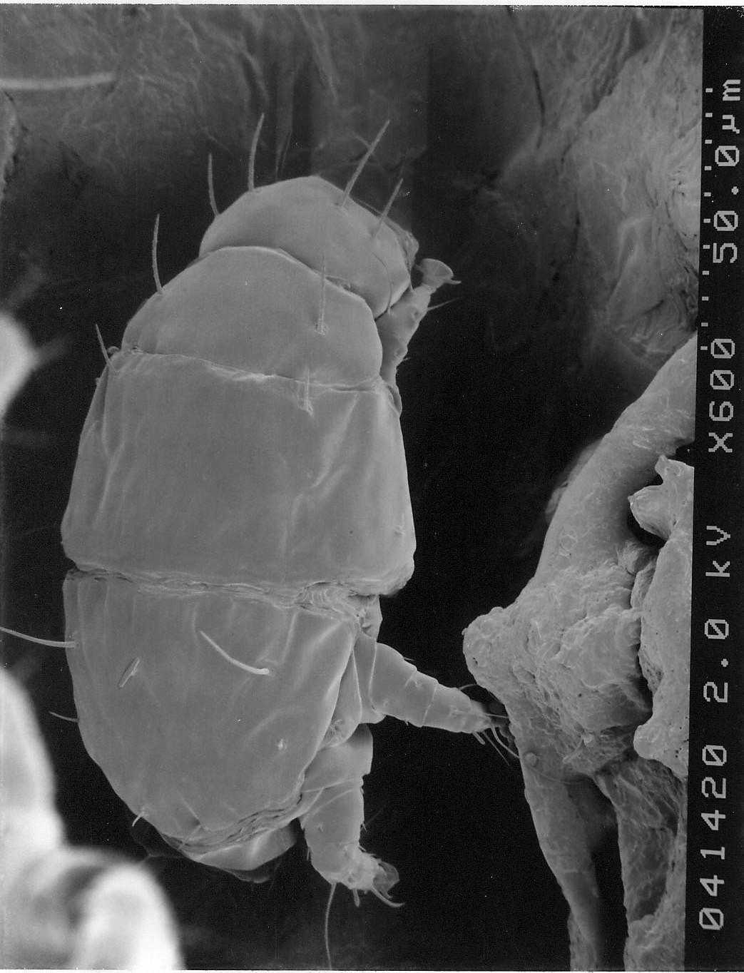 Panicle rice mite – immature by USDA
