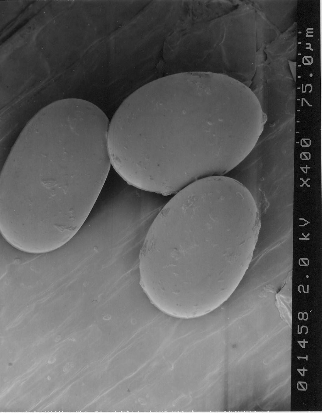 Panicle rice mite – eggs by USDA
