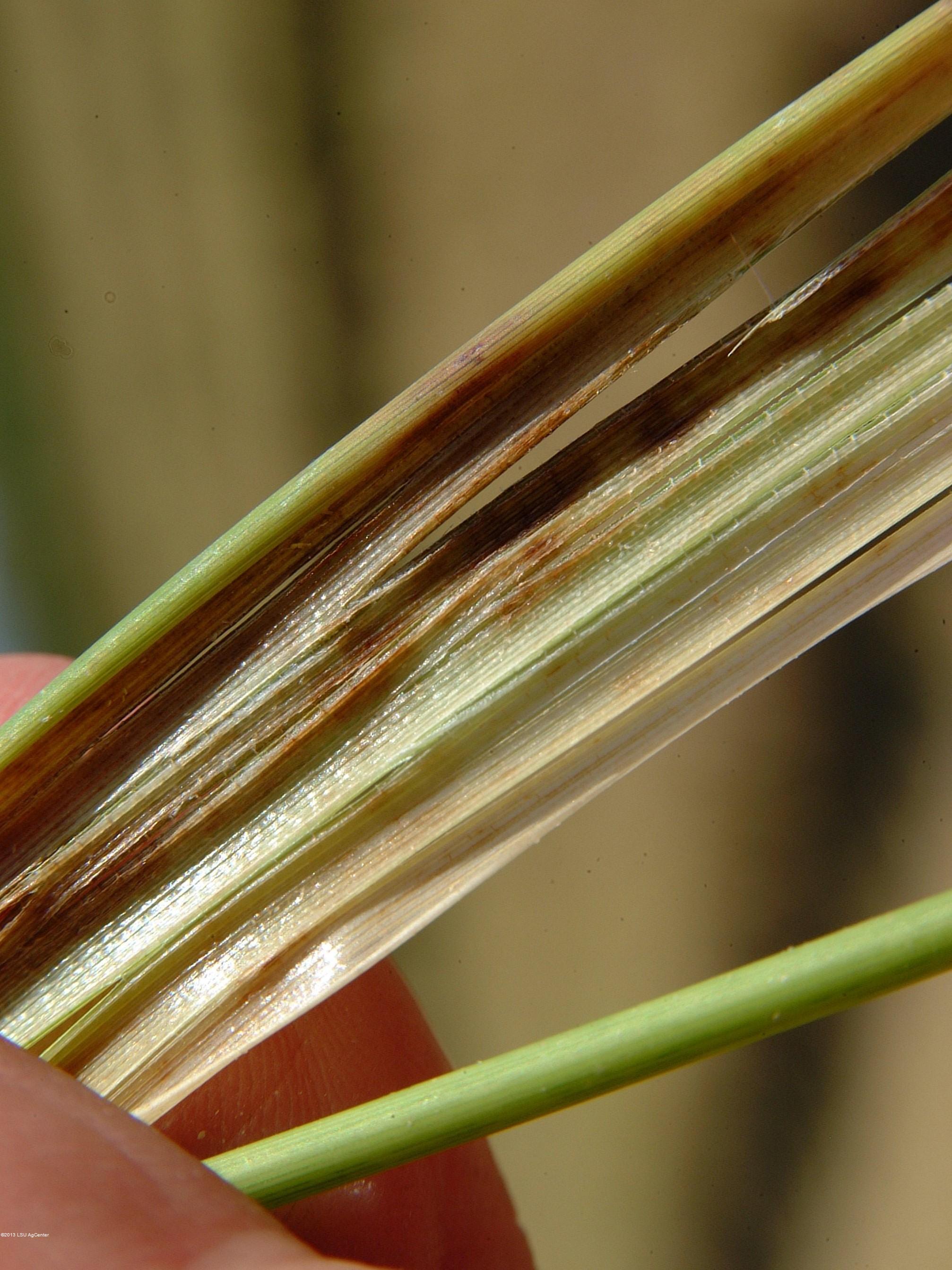 Mite injury on leaf sheath by N. Hummel